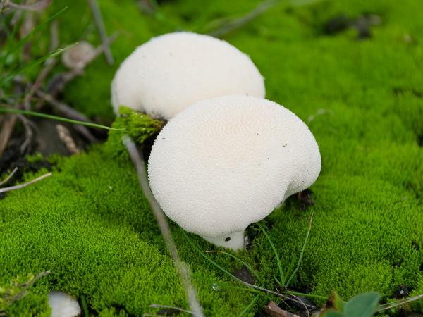 Pestle puffball (Calvatia excipuliformis)